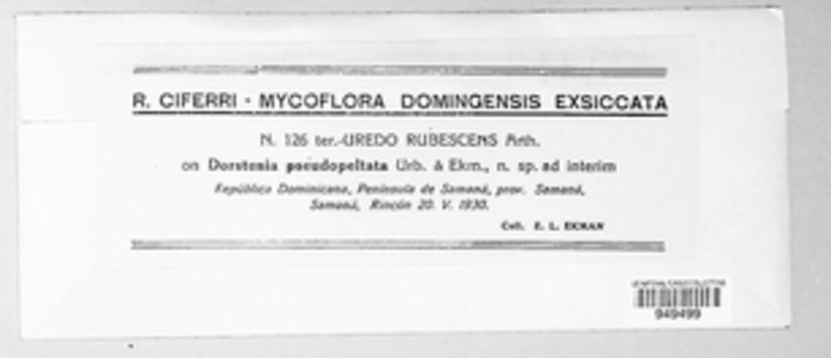 Uredo rubescens image